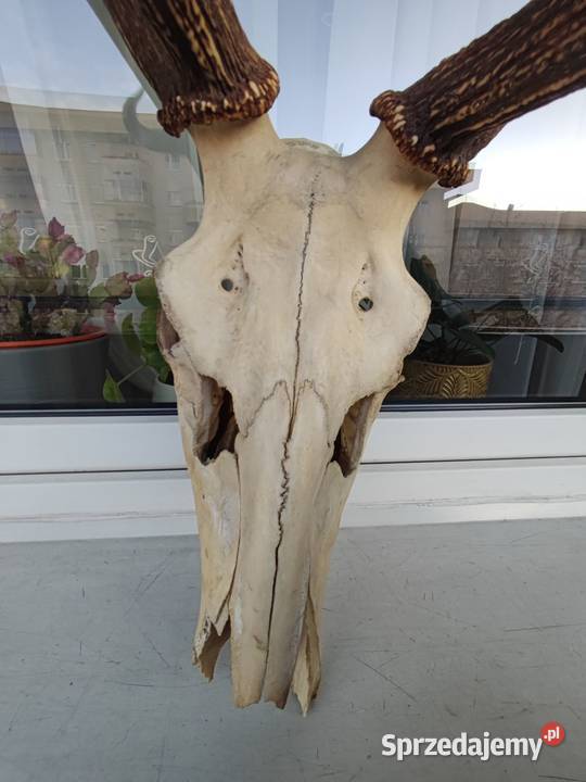 Duże poroże jelenia z czaszka do powieszenia mazowieckie Warszawa
