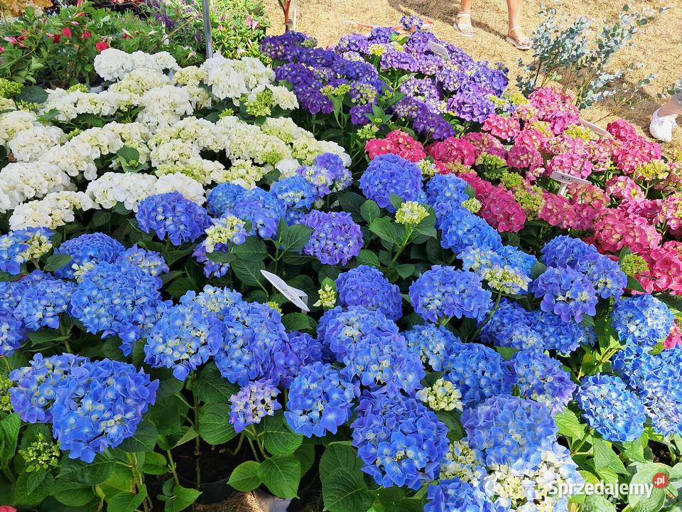 Hortensja ogrodowa hydrangea macrophylla śląskie