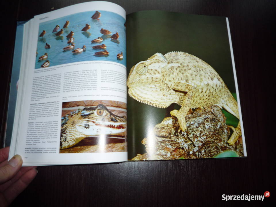 leksykon zwierząt a do ż Lutowiska sprzedam