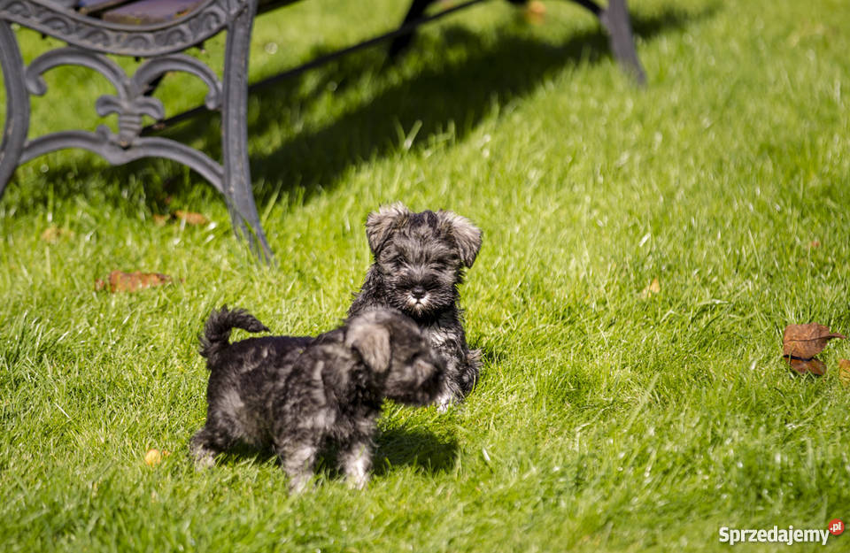 Szczeniaki Sznaucer Miniaturowy Pieprz i Sól Ełk
