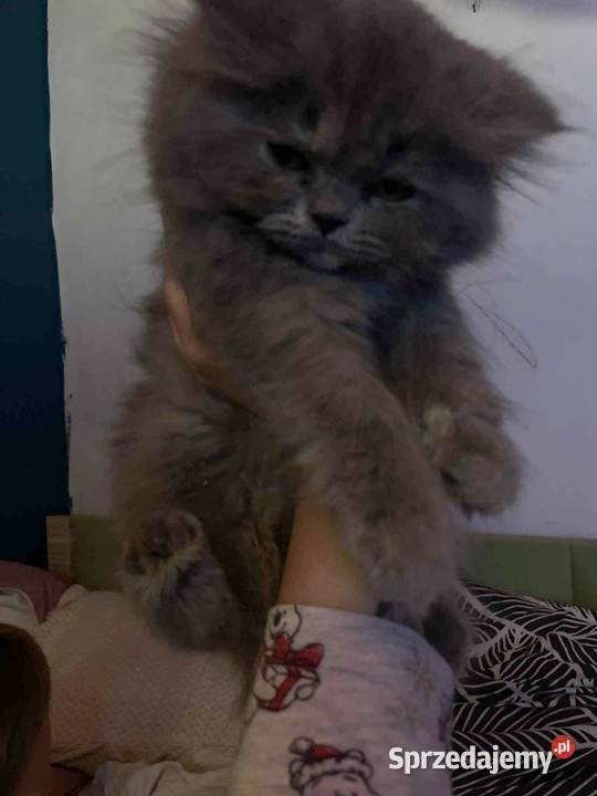 Kotka perska Pers Gliwice