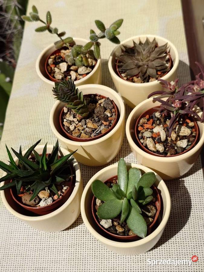 Sukulenty 3 w osłonkach Crassula kimnachi Rośliny domowe