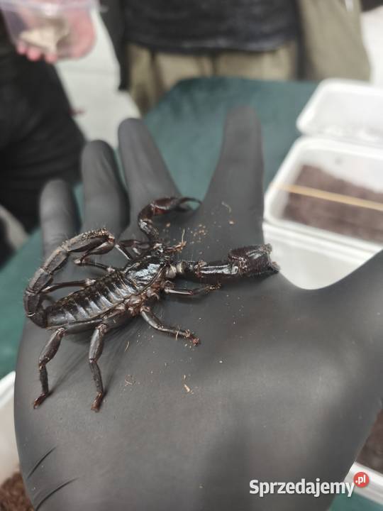 SKORPION HETEROMETRUS PETERSII SILENUS ZDROWY dolnośląskie Wałbrzych