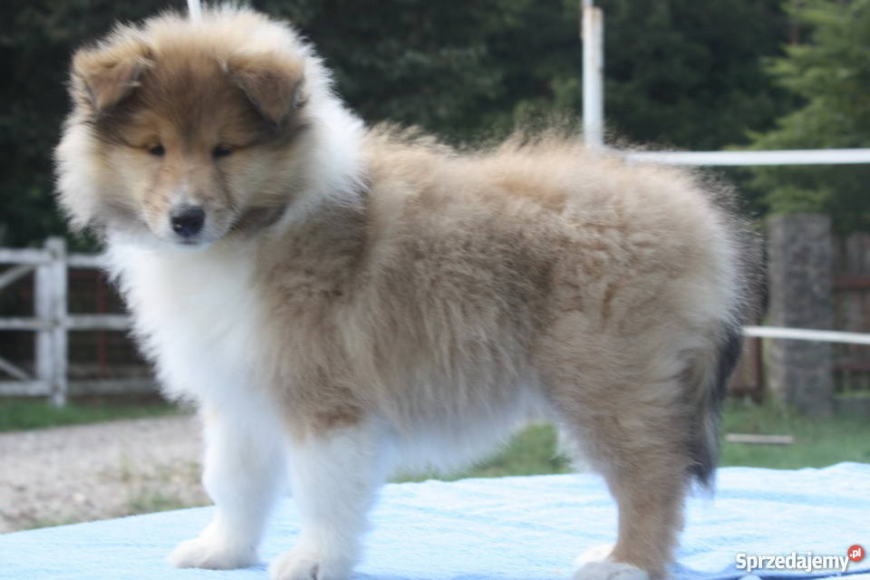 Owczarek szkocki collie długowosy Zwierzęta Ciechanów