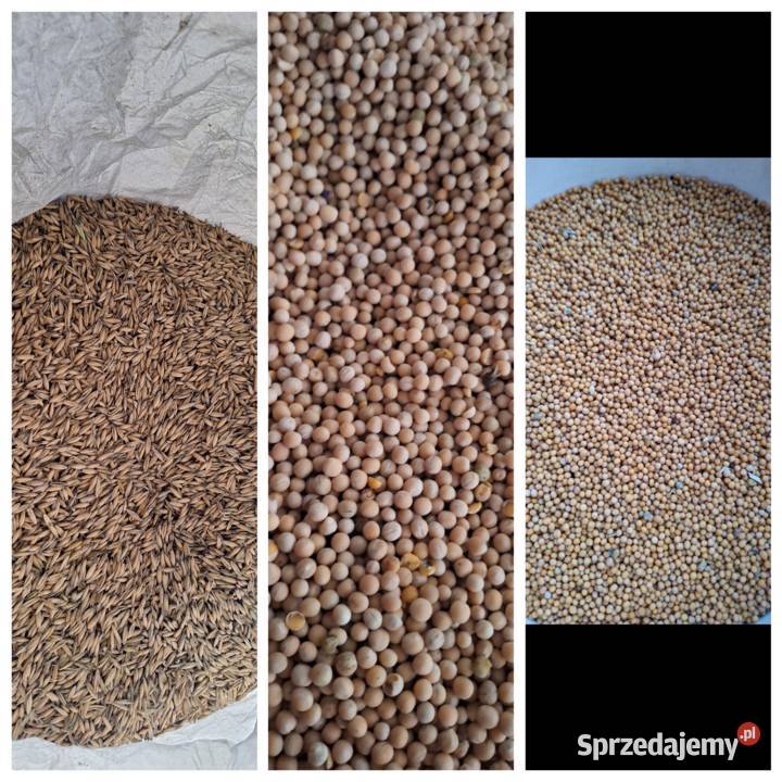 Sprzedam owies jary Nawigator groch jary Batuta Małogoszcz