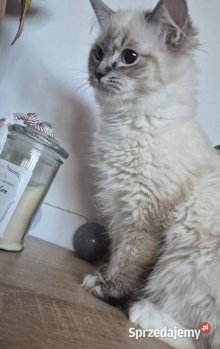 Ragdoll wystawowohodowlany Rzeszów