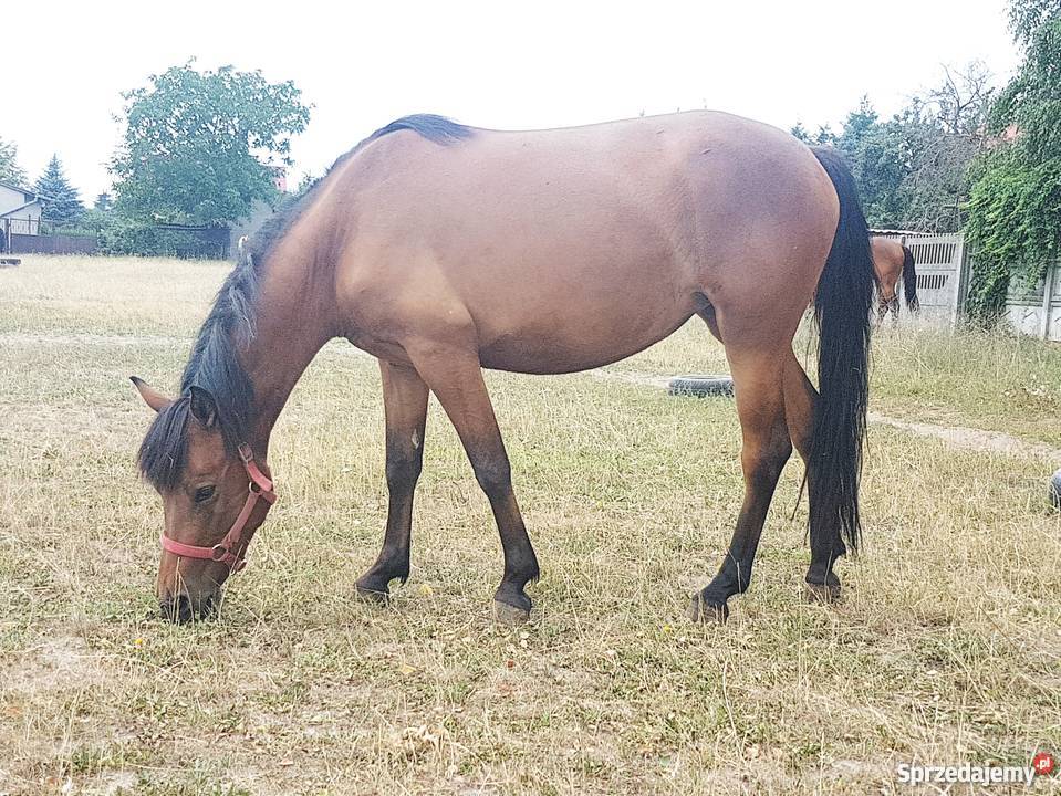 Klacz huculska wałach huculski