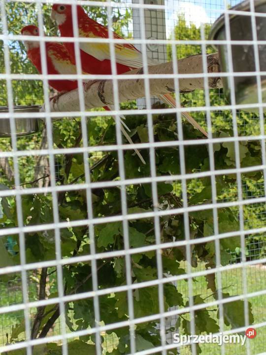 papugi rozelle para lęgowa Jastrowie