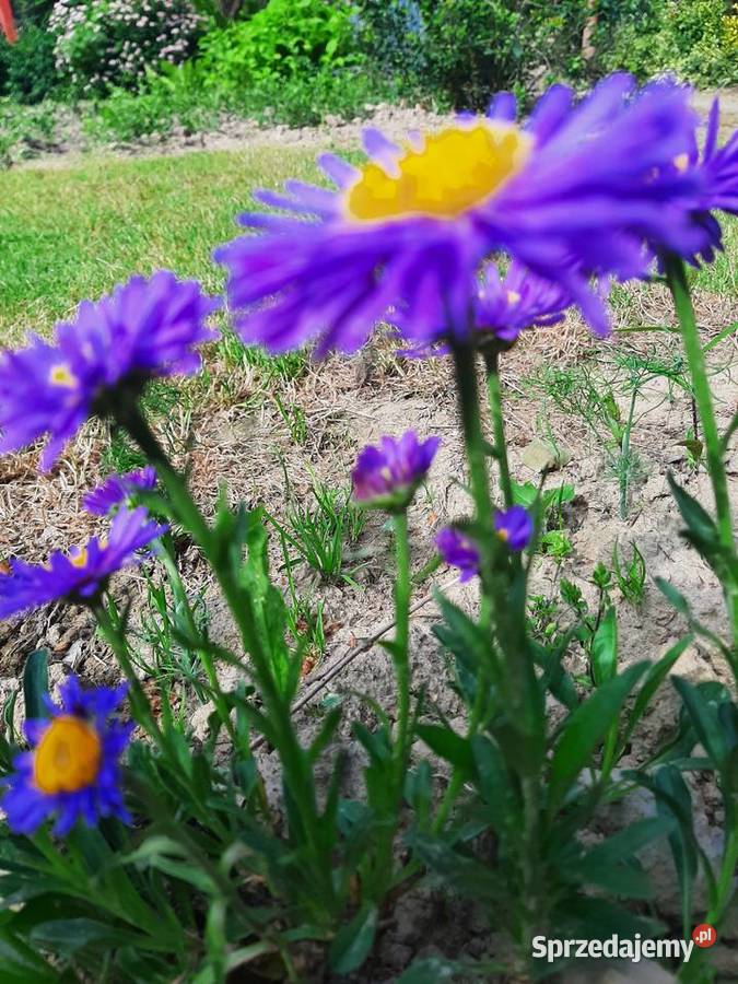 Aster Marcinek fioletowy niski wieloletni Liściaste lubelskie sprzedam