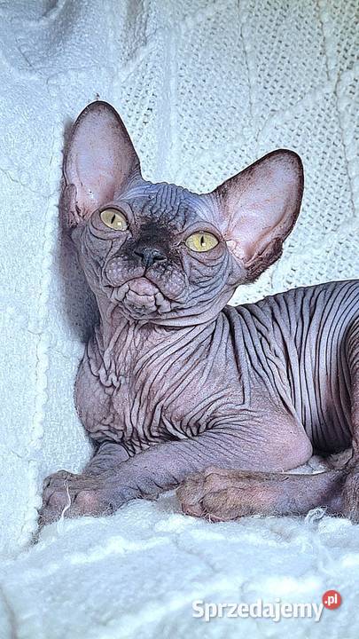 Kocurek Sfinks na Hodowle mazowieckie Warszawa