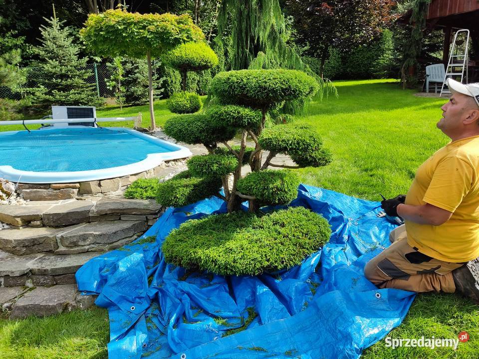 Bonsai do ogroduBonsai ogrodowe Drzewka i krzewy śląskie Ustroń