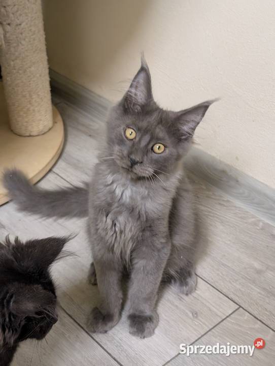 Ivett kocurek niebieski dymny Maine Coon Pszczyna