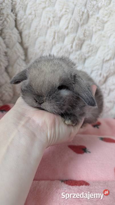 Mini lop królik miniaturka mały karzełek baranek małopolskie Kraków