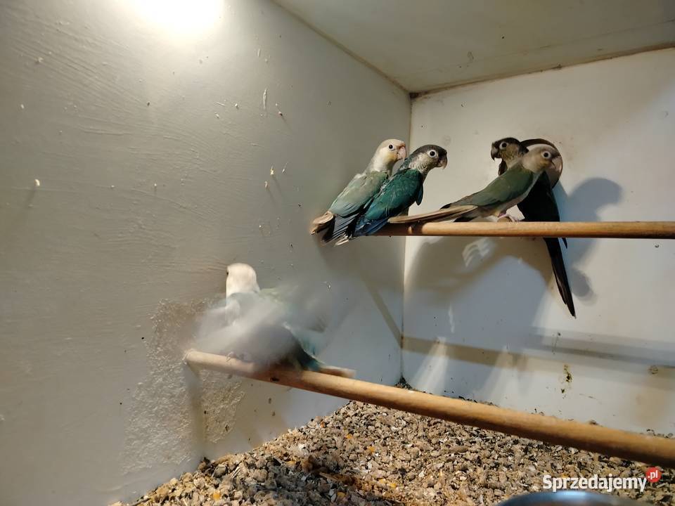 Rudosterki para lęgowa podkarpackie Jarosław