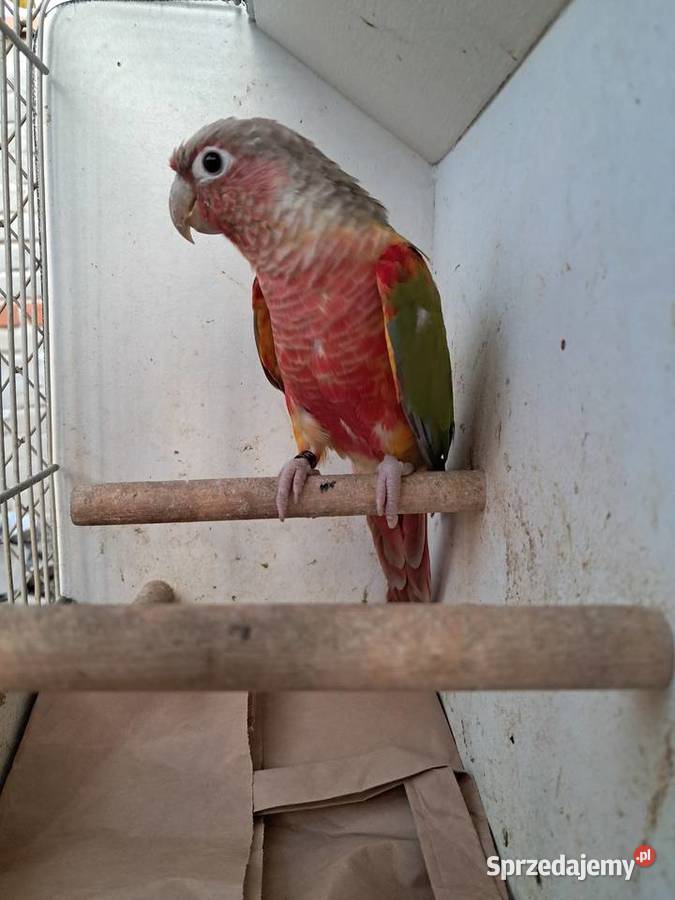 RudosterkaRudosterki podkarpackie Tryńcza