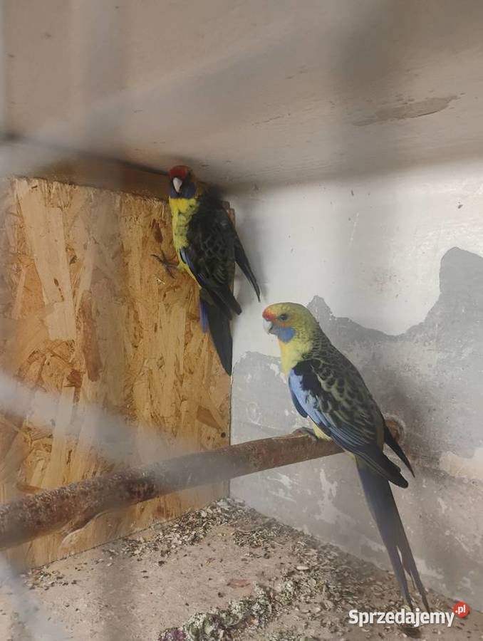 Rozelle kaledońskie para Pszów sprzedam