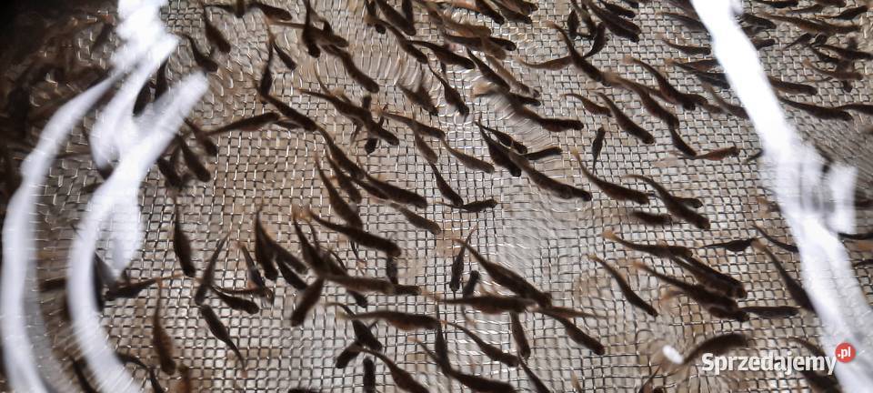 Wylęg pstrąga tęczowego Izdebno