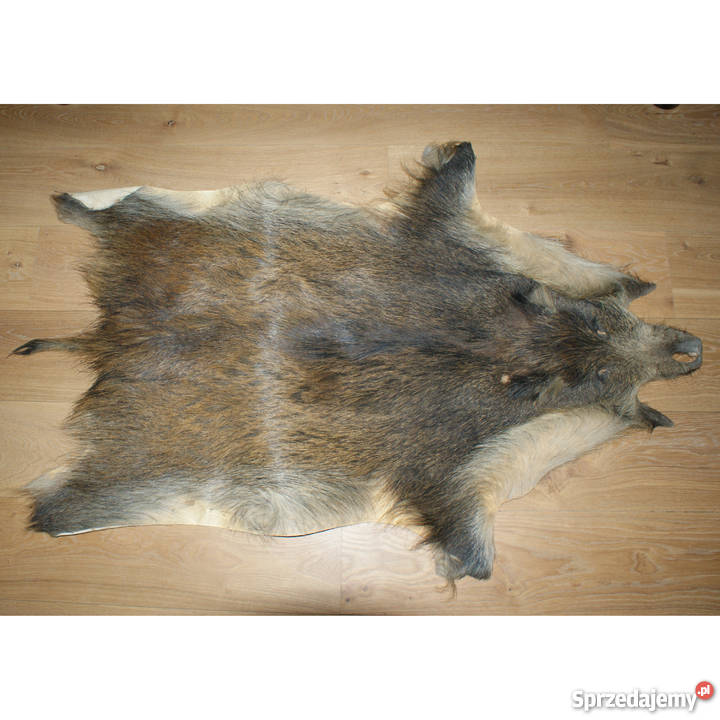 Trofeum myśliwskie pięknie wyprawiona skóra z Poznań sprzedam