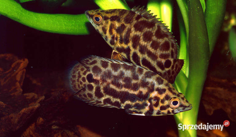 Buszowiec ostropyski Ctenopoma acutirostre Gdańsk