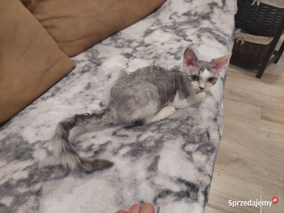 Kocurek Devon Rex Jawor