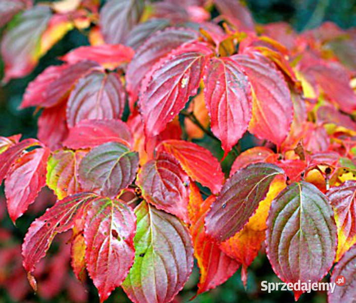 DEREŃ KAUSA CHINSKI Cornus kausa chinensis Lubanie