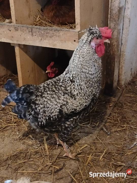 Sprzedam koguty tegoroczne ozdobne Liniewo