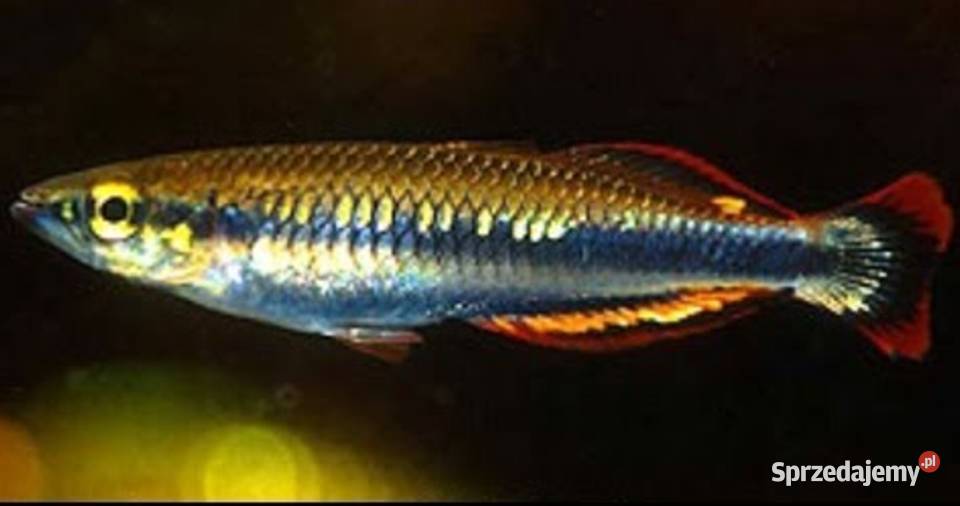 Bedocja madagaskarska Aterynka Bedotia geayi