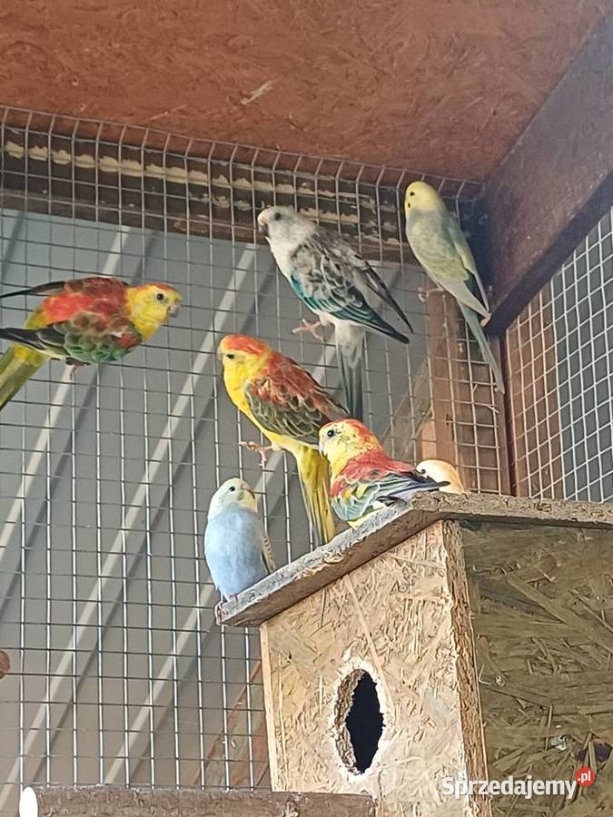 Papugi Faliste nimfy świergotki rozelle Kalisz