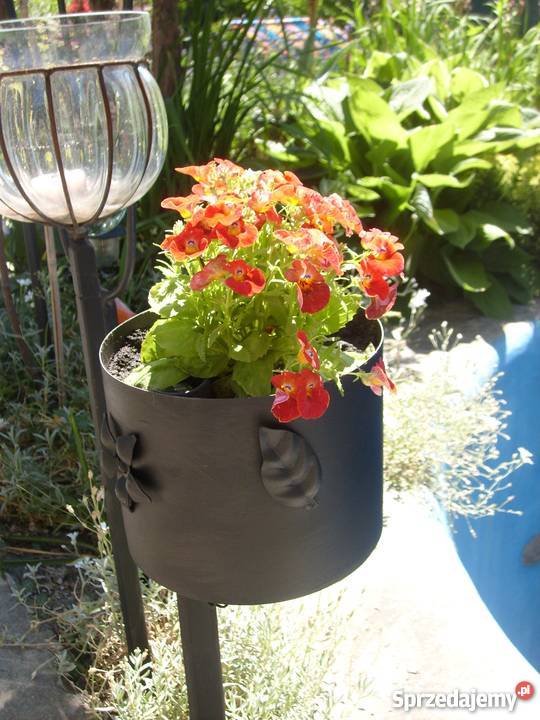 Kwietnik Pozostałe Jelenia Góra