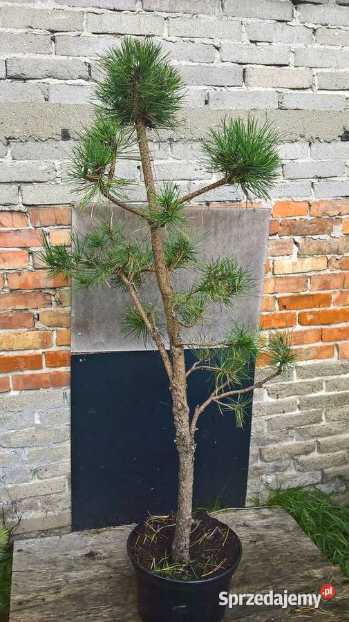 Krzewy Formowane Ogrodowe Bonsai Mszczonów sprzedam