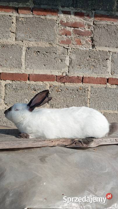 Króliki kalifornijskie Straszydle