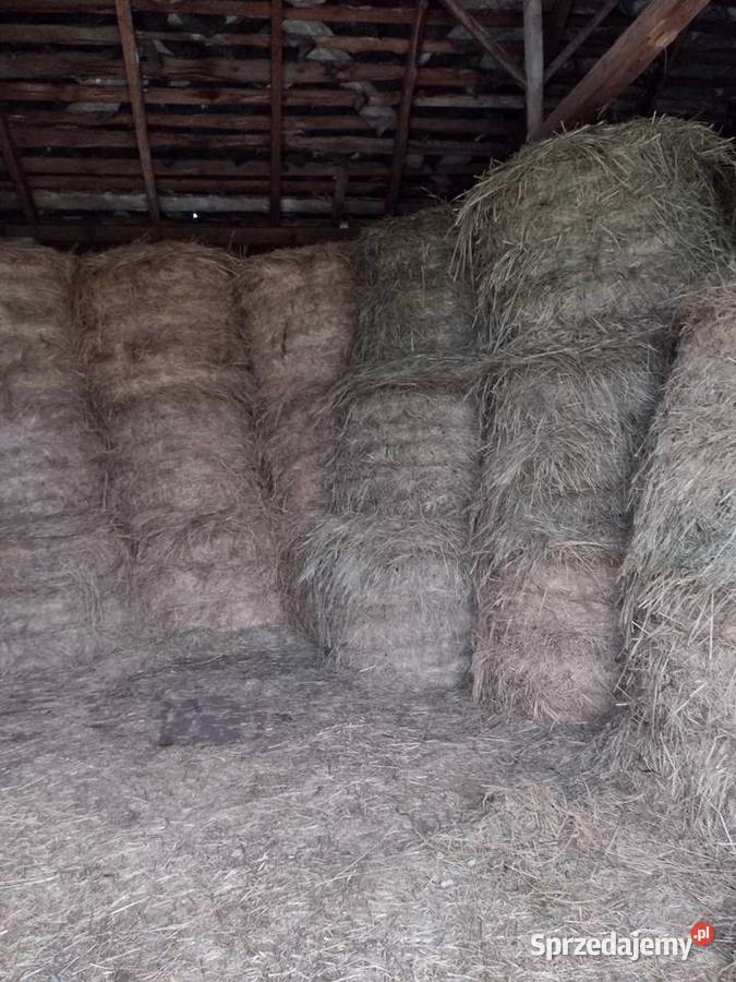 Siano w belach Drążgów sprzedam