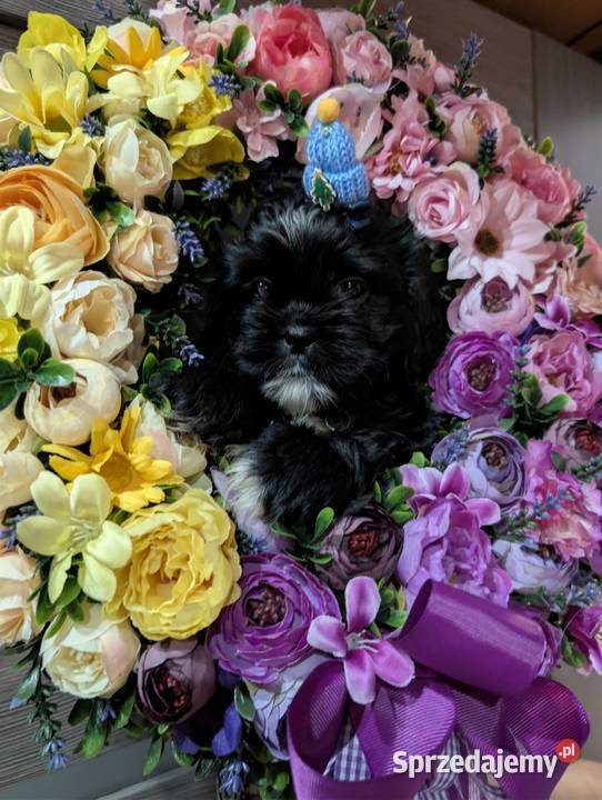 Szczenięta shih tzu z genem blue Shih Tzu Zawiercie