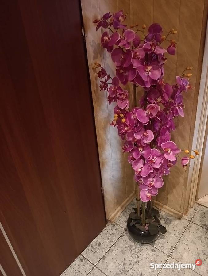 Orchidea fioletowa Sosnowiec