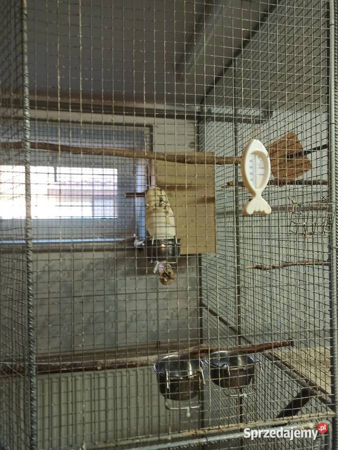 Aleksandretty śliwogłowe pary lęgowe Przemyśl