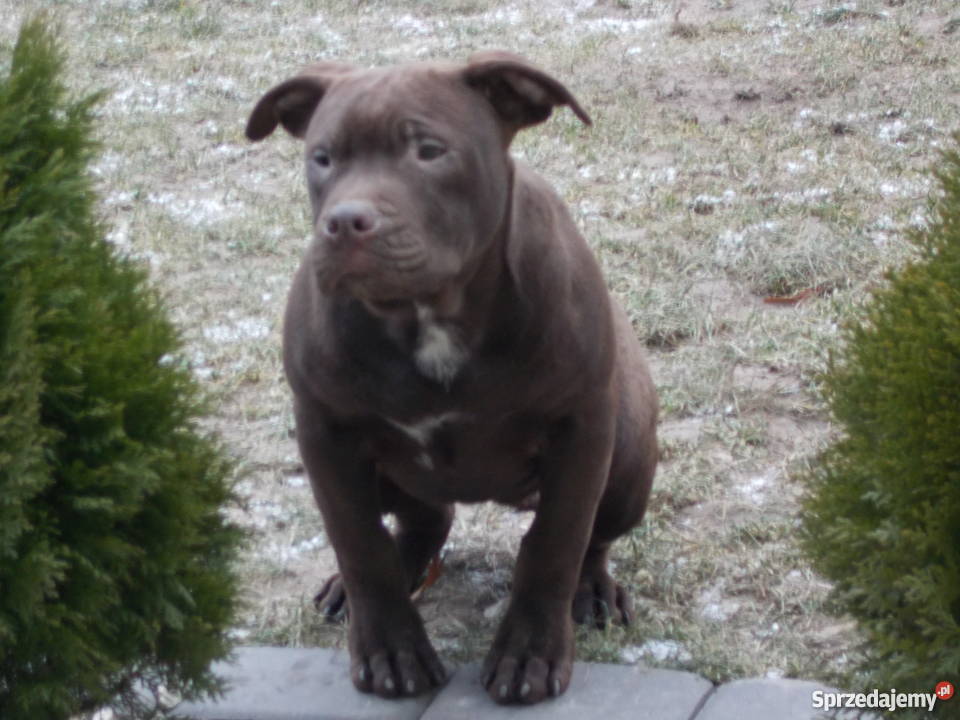 Suczka Pit Bull Płock