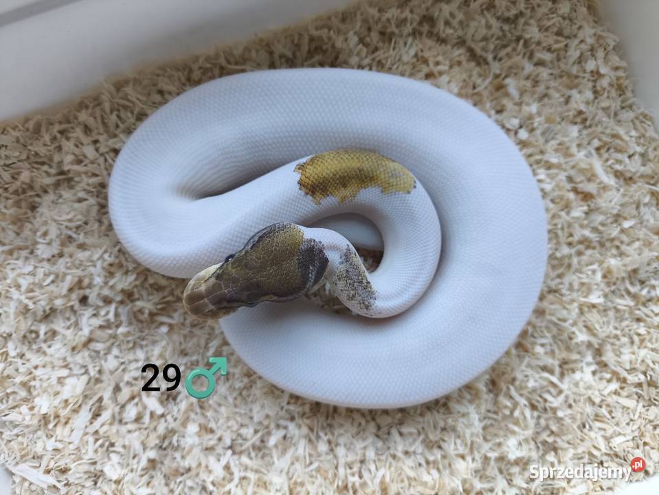 Pyton Królewski Regius samiec Boruja Kościelna
