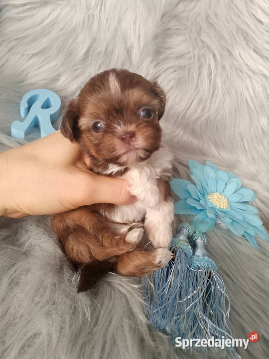 Śliczny piesek rasy ShihTzu czekoladowy Kluczbork sprzedam