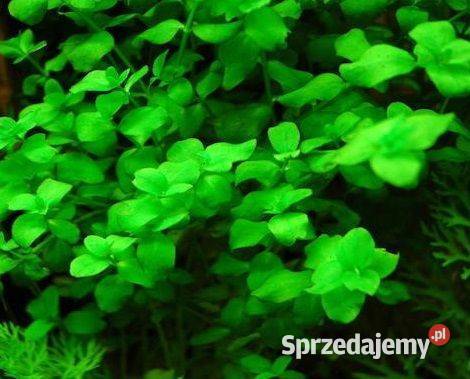Bacopa australis roślina akwariowa Akcesoria dla zwierząt Szamotuły