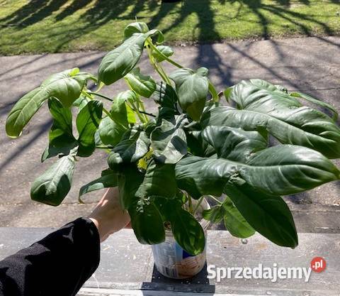 Duży zestaw Philodendron filodendron