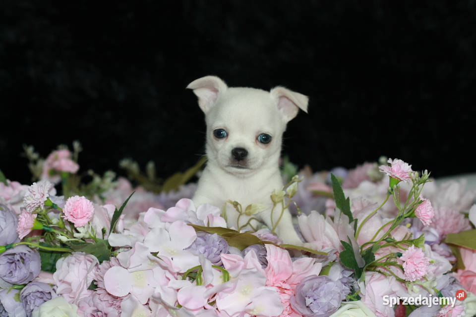 Chihuahua chłopiec ZKwP FCI prawdziwy rodowód Świnoujście
