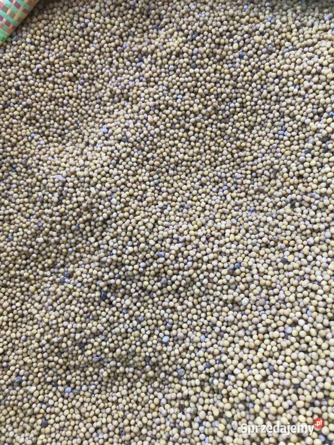 Sprzedam gorczycę tegoroczną Leśniowice