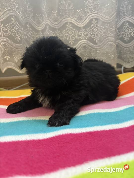 Piesek pekińczyk Lipsko