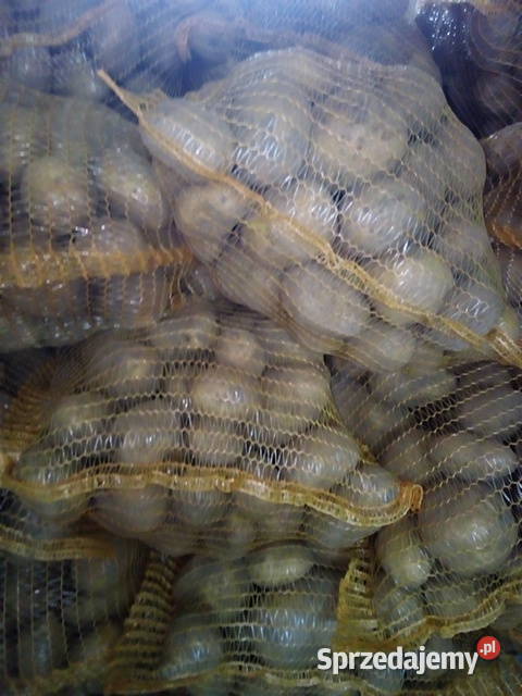 Ziemniaki jadalne i paszowe Gać sprzedam