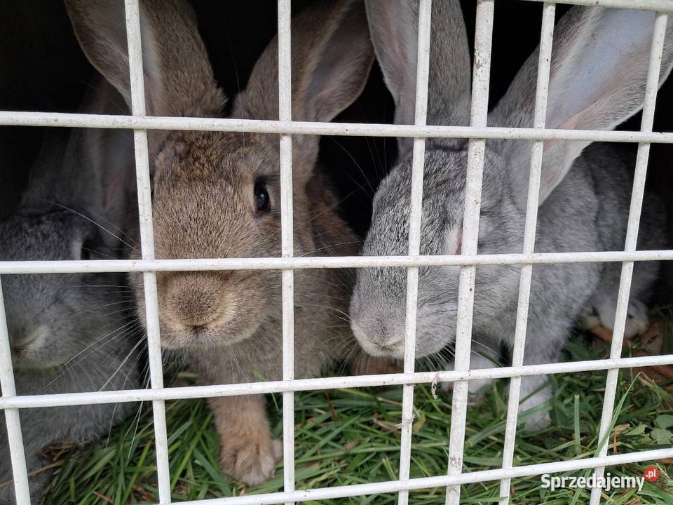 Króliki hodowlane Króliki Lublin