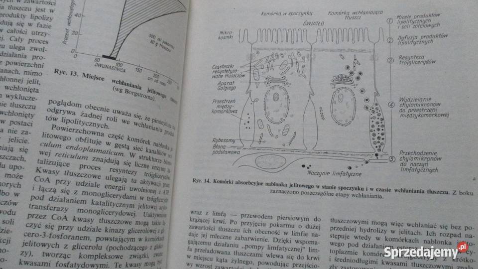 Nauka o chorobach wewnętrznych Orłowski Łódź