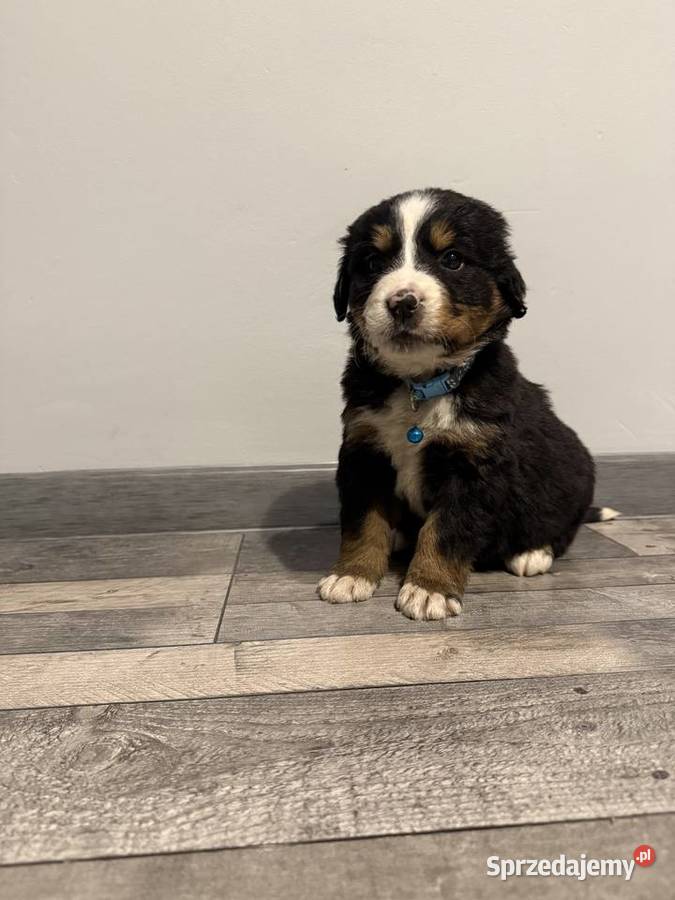Szczenięta berneński pies pasterski sprzedam