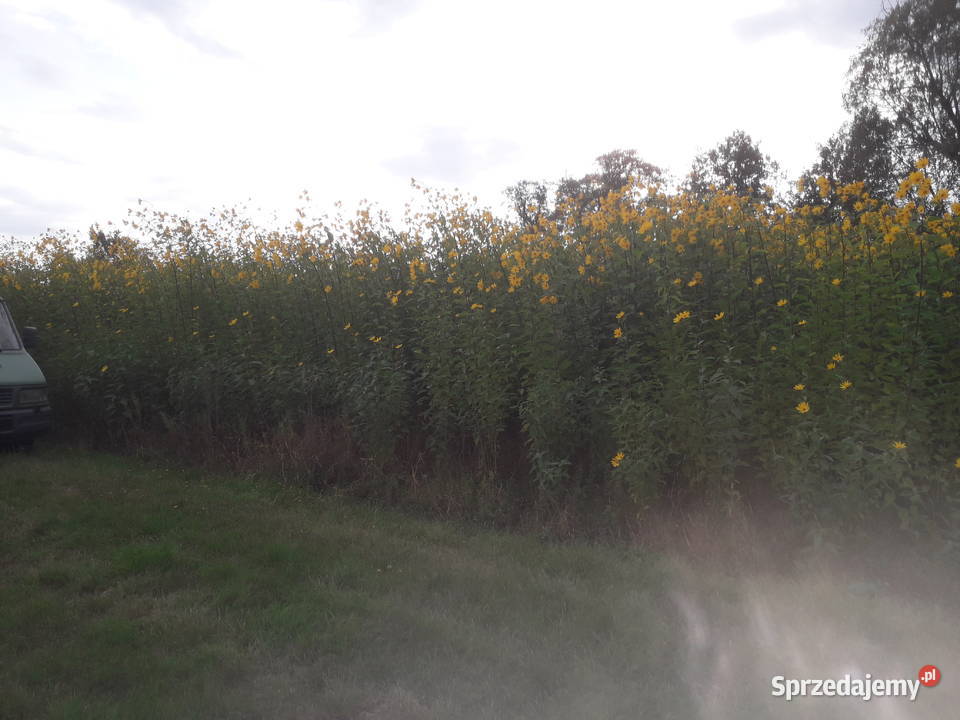 Topinambur słonecznik bulwiasty Produkcja roślinna wielkopolskie Ostrzeszów