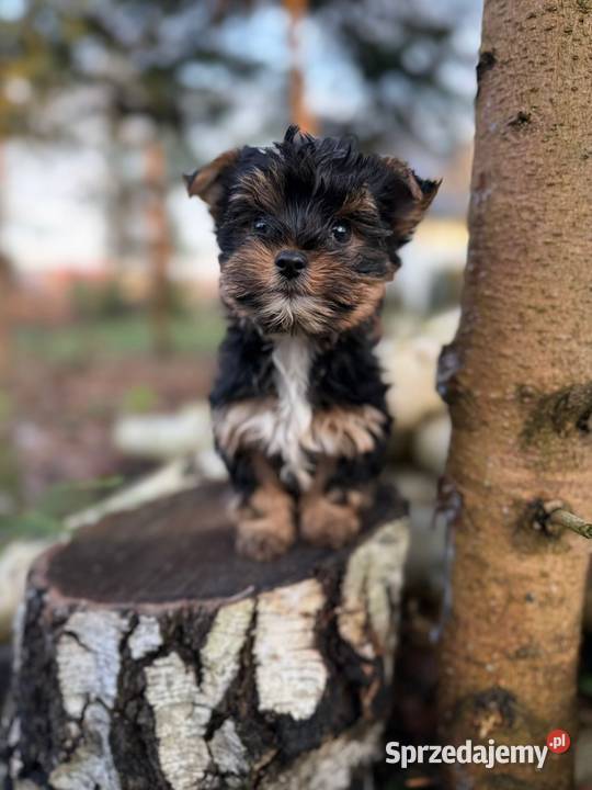 Piękny piesek York mini XXS z rodowodem Warszawa
