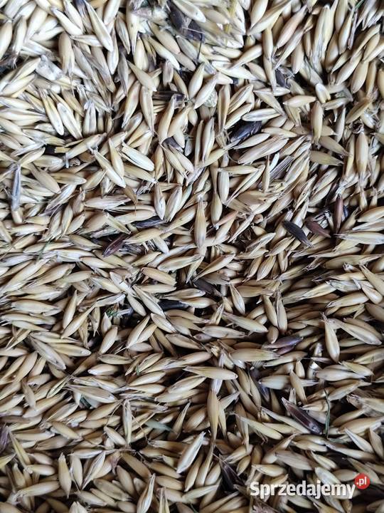 Owies koni owiec Radom